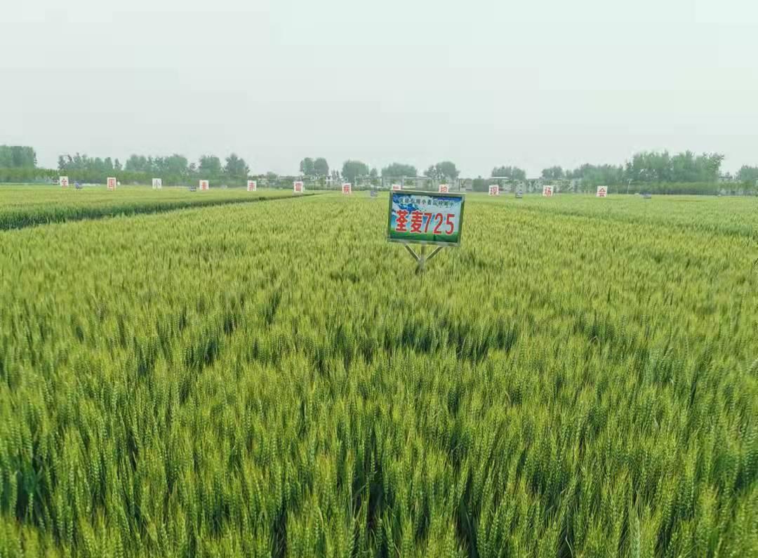 1、荃麥725.jpg