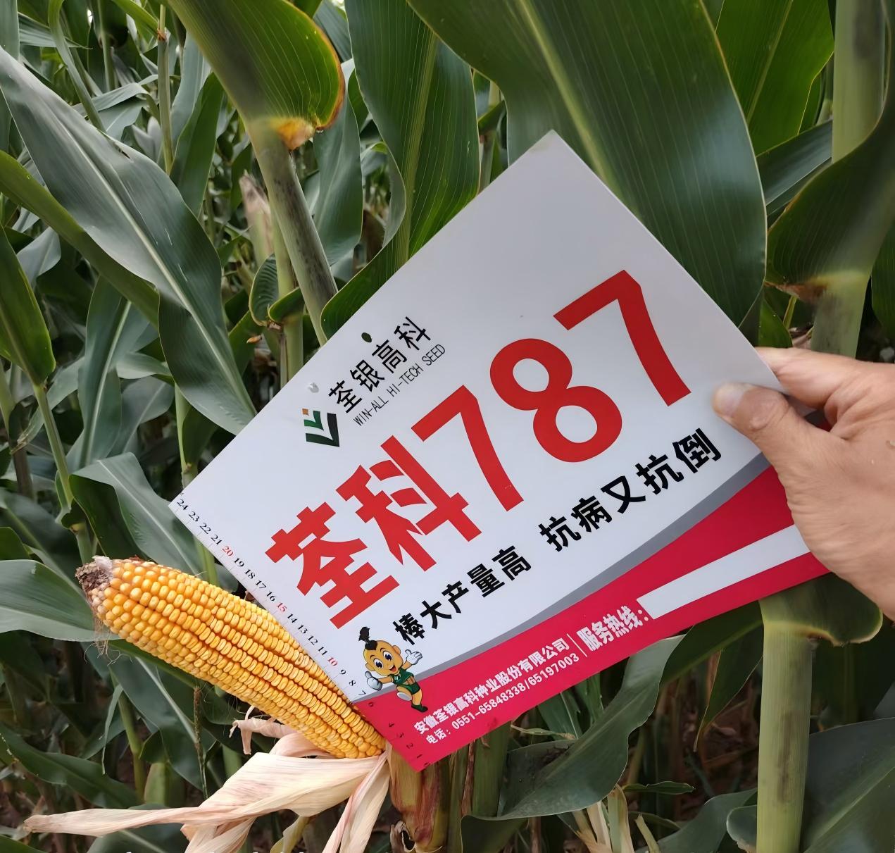 荃科787.jpg